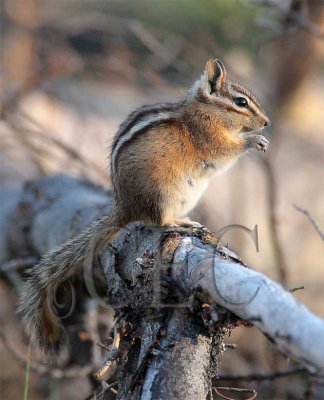 Chipmunk Little Naches  4Z030716.jpg