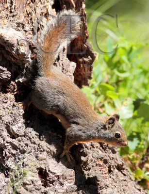 Squirrel, Little Naches  4Z034456b copy.jpg