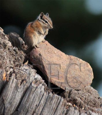 Chipmunk at 6400' Bethyl Ridge 4Z039490 copy.jpg