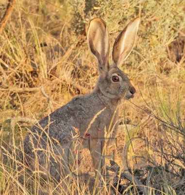 Jack Rabbit Pumphouse Road Toppenish AEZ11832 copy.jpg