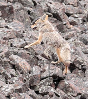 Coyote Yakima Canyon AEZ12285 copy.jpg