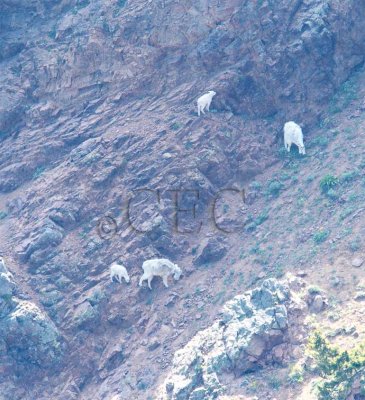 Mountain Goats  AEZ17246 copy.jpg