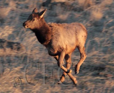 Elk calf AEZ30866 copy.jpg