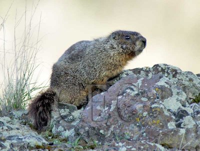 Yellow-bellied Marmot WT4P1685 copy.jpg