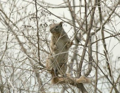 Squirrel holding out middle finger, TNWR  WT4P6052 copy.jpg