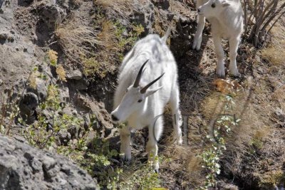 Mountain Goats on ledge _T4P1396 copy.jpg