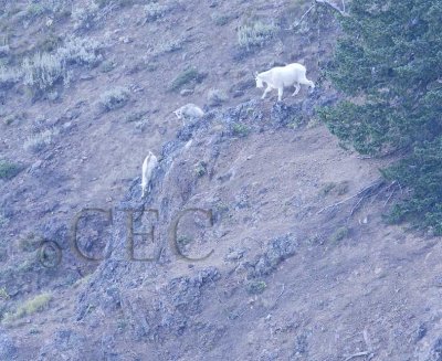 Mountain Goats  _T4P1658 copy.jpg