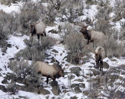 Deer and Elk