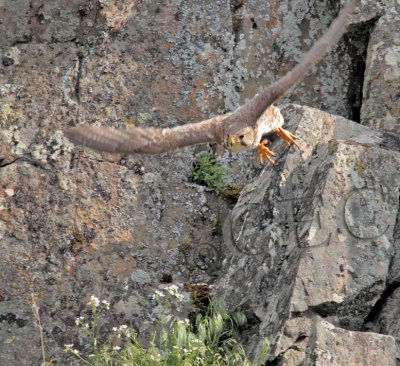 Adult Prairie Falcon  AEZ40935 copy.jpg
