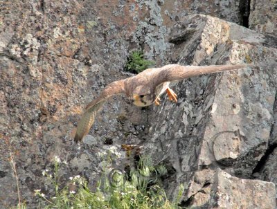 Adult Prairie Falcon  AEZ40936 copy.jpg