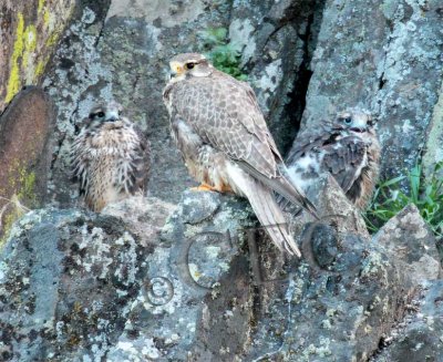 Adult with young chicks (still having down) _EZ40557 copy.jpg
