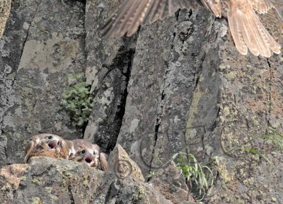 Chicks give parent and ear-full as it approaches with food 2/5  _EZ40837 copy.jpg