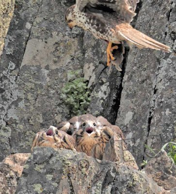 Chicks give parent and ear-full as it approaches with food 3/5  _EZ40841 copy.jpg