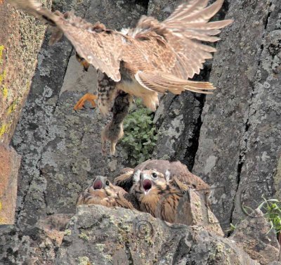 Chicks give parent and ear-full as it approaches with food 4/5  _EZ40843 copy.jpg