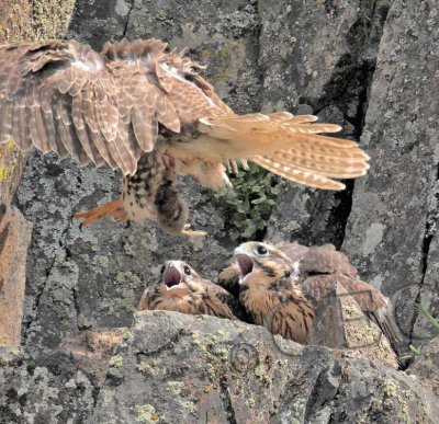 Chicks give parent and ear-full as it approaches with food 5/5  _EZ40845 copy.jpg