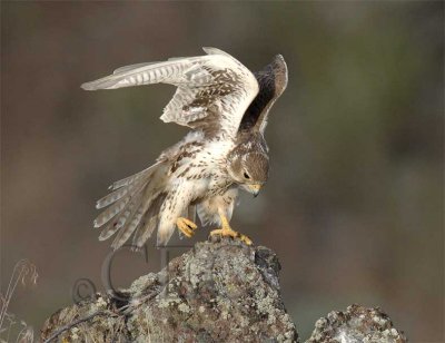 Prairie Falcons Nesting