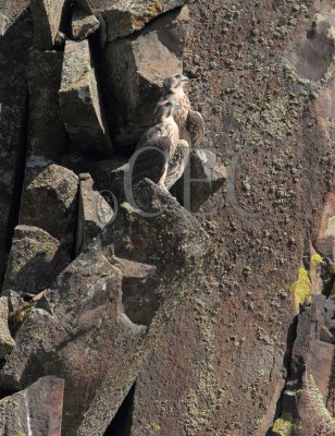 Both siblings have left the nest and navivated up the cliff AEZ42423 copy.jpg