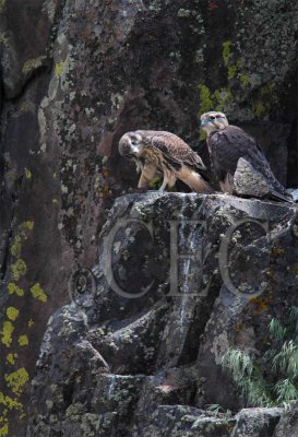 Siblings in nest _EZ41643 copy.jpg