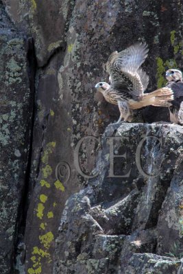 Siblings in nest _EZ41695 copy.jpg
