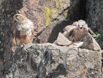 Chick angry at parent for not chewy it's food into small pieces 1/6 _EZ42076 copy.jpg