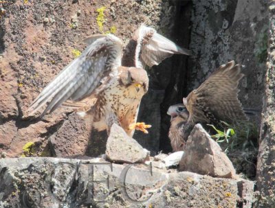 Chick angry at parent for not chewy it's food into small pieces 4/6 _EZ42102 copy.jpg