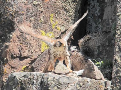 Parent chased from nest by angry chick 6/6 _EZ42104 copy.jpg