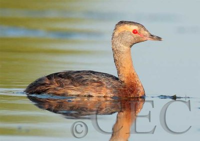Horned Grebe, transition plum age 4Z038778 copy.jpg