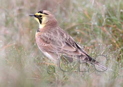 Horned Lark AE2D0810 copy.jpg