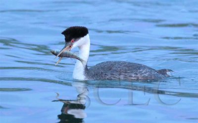 Western Grebe with bass AEZ13020 copy.jpg