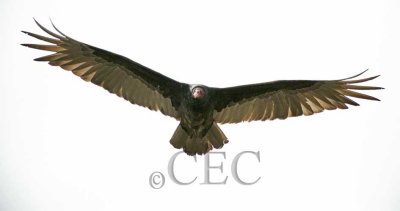 Turkey Vulture WT4P6093 copy.jpg