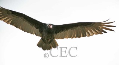 Turkey Vulture  WT4P6094 copy.jpg