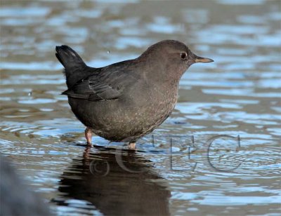 American Dipper_EZ49798 copy.jpg