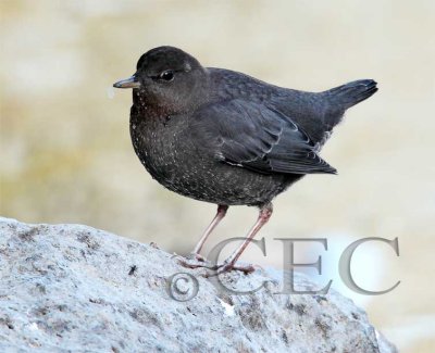 American Dipper, white wing of bug in mouth _EZ49807 w bug.jpg