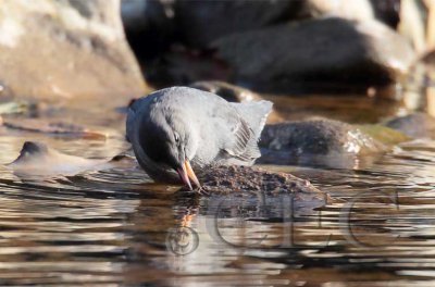 American Dipper picking bug off rock_EZ50046 copy.jpg