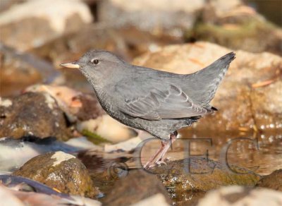 American Dipper_EZ50093 copy.jpg