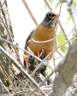 American Robin with chicks, Columbia National Wildlife Refuge  _T4P8708 copy.jpg