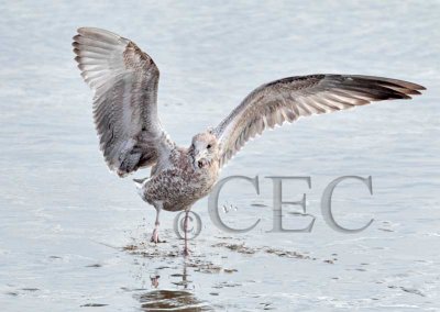 Flying Gulls