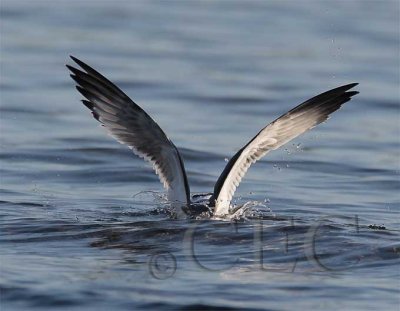 Bonaparte's Gull at play 5/9   _Z057193 copy.jpg