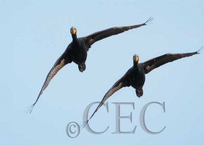 Double Crested Cormorants, Formation flying  4Z028119 copy.jpg