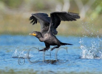 Double Crested Cormorant, Working to get airborne  4Z035849 copy.jpg