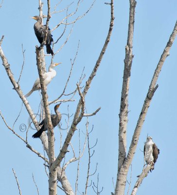 Leucistic  Double-crested Cormorant, with Osprey and 2 others Cormorants, Yakima Greenway    4Z9O2671 copy.jpg
