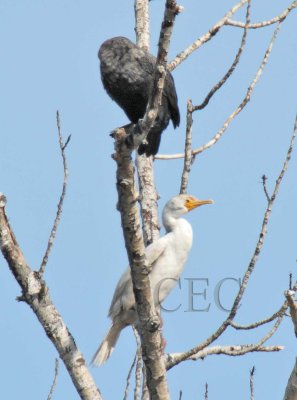 Leucistic Double-crested Cormorant, first reported by Kelly Kindelspire of Yakima Audubon   4Z9O2734 copy.jpg