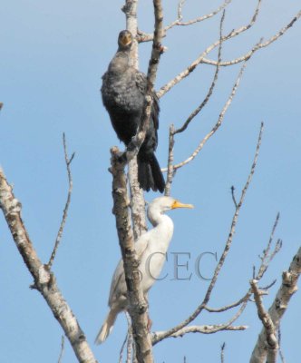 Leucistic Double-crested Cormorant  4Z9O2743 copy.jpg