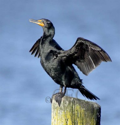 Double-crested breeding plumage WT4P1318 copy.jpg