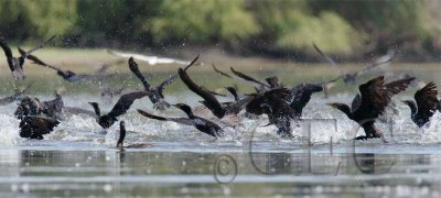 Double Crested Cormorants, Mass exodus WT4P6601 copy.jpg