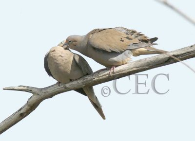 Mourning Doves 3/7   WT4P6118 copy.jpg