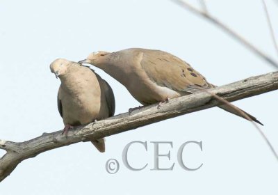 Mourning Doves 7/7   WT4P6130.jpg