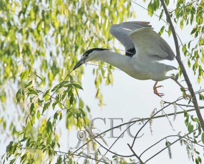 Black-crowned Night Heron  4Z035601 copy.jpg