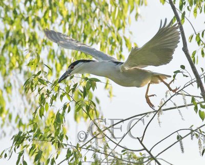 Black-crowned Night Heron  4Z035602 copy.jpg