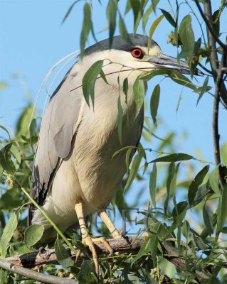 Black-crowned Night Heron  4Z035639 copy.jpg